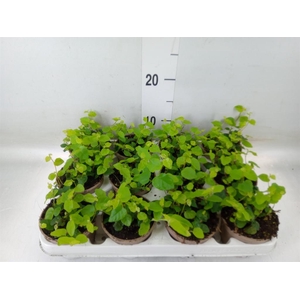 Ficus pumila 'Sunny Green'