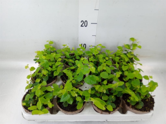 <h4>Ficus pumila 'Sunny Green'</h4>