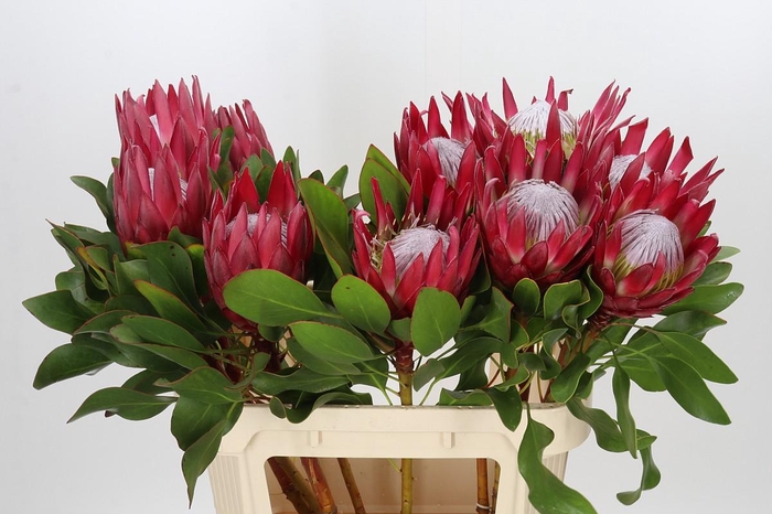 <h4>Protea Cynaroides Madiba</h4>