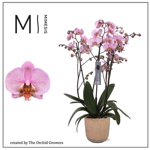 Mimesis Phal. Marvellous Pink Special - 50+ flowers 17cm in Cille Old Pink ceramic