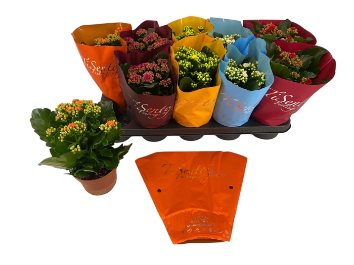 <h4>KAL GE GEM 5 KL</h4>