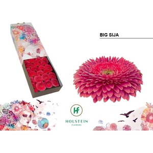 Gerbera Pomponi Big Sija Doos