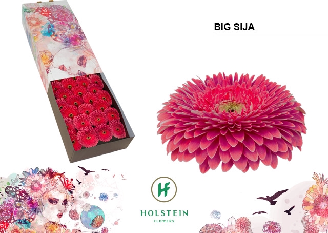 <h4>Gerbera Pomponi Big Sija Doos</h4>