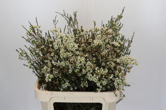 <h4>Chamelaucium Sirius</h4>