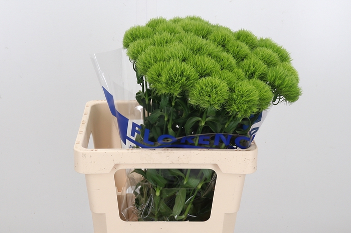 <h4>Di Barb Green Trick</h4>