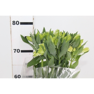 ALSTROEMERIA MISTRAL 080 CM