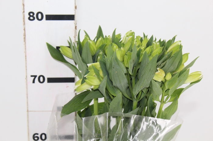 <h4>ALSTROEMERIA MISTRAL 080 CM</h4>