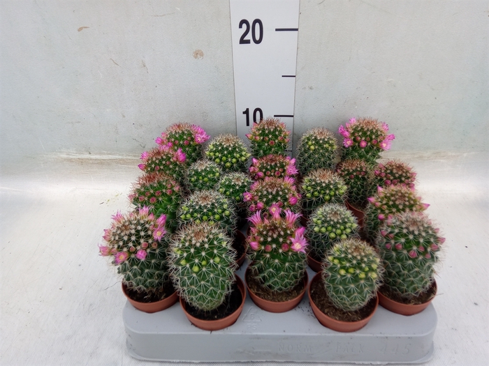 <h4>Cactus   ...flowering mix</h4>