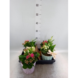 Arr.    Planten  L%