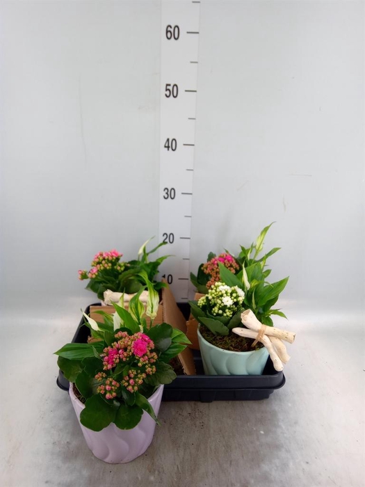 <h4>Arr.    Planten  L%</h4>