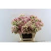 Blushing Bride - Bridal Pink 3-5
