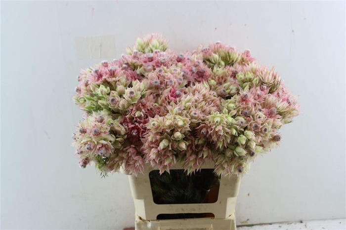 Blushing Bride - Bridal Pink 3-5