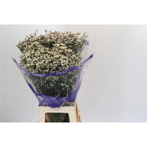 Limonium White Diamond