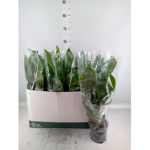 Aechmea fasciata 'Primera'