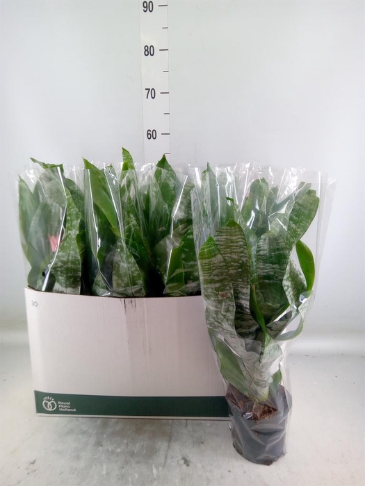 <h4>Aechmea fasciata 'Primera'</h4>
