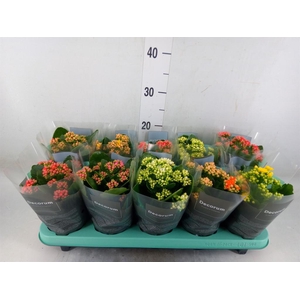 Kalanchoe blos.   ..rosebud mix  5