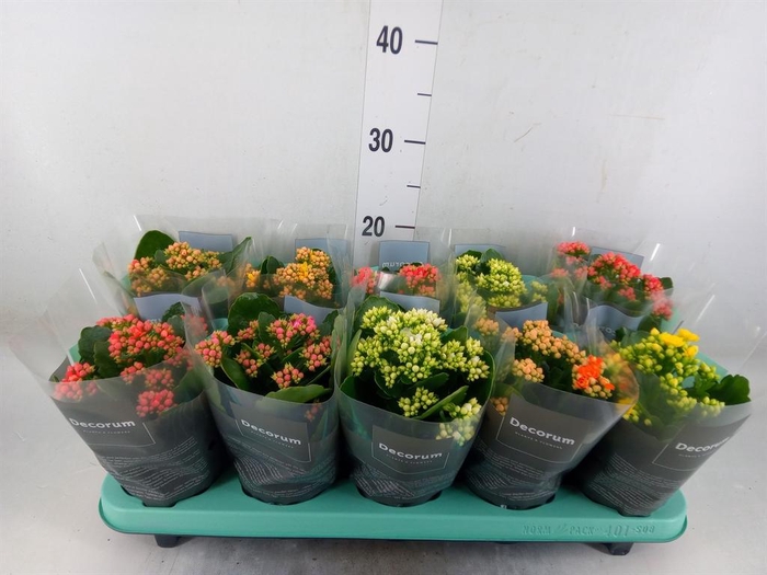 <h4>Kalanchoe blos. ..rosebud mix 5</h4>