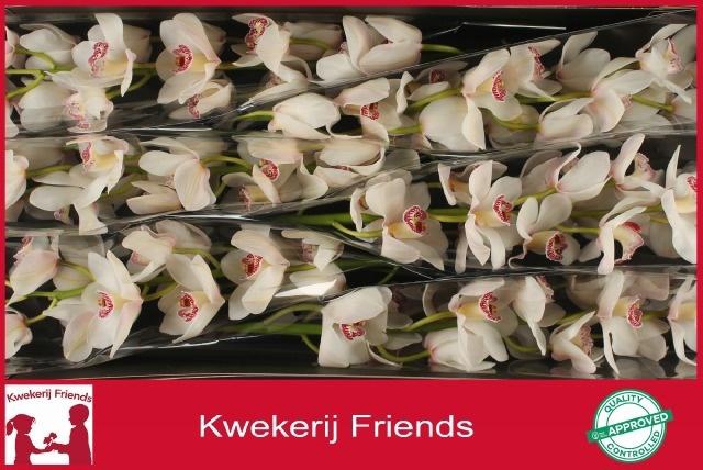 <h4>CYMB T BELLE SNOW</h4>