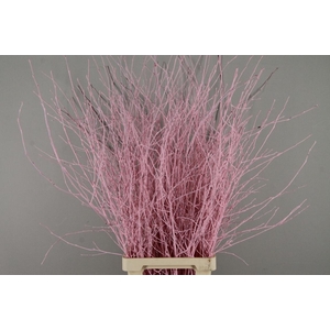 Betula Bs Paint Light Pink