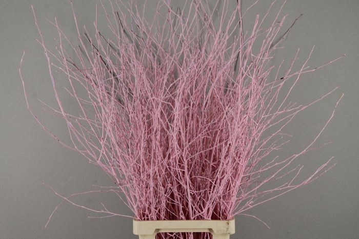 <h4>Betula Bs Paint Light Pink</h4>