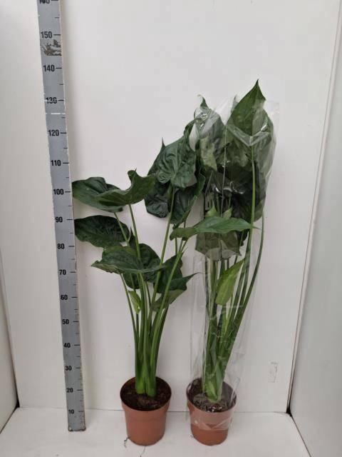 <h4>ALOC CUCULLATA</h4>