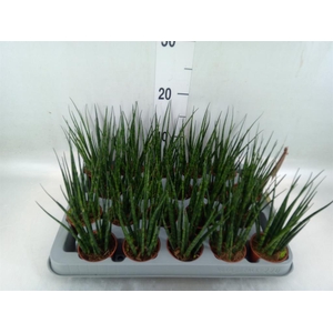 Sansevieria  'Fernwood'