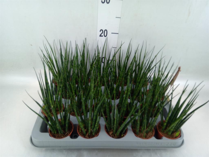 <h4>Sansevieria 'Fernwood'</h4>