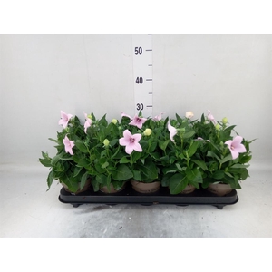Platycodon grand. 'Astra Pink'