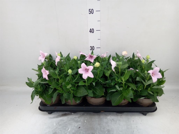 <h4>Platycodon grand. 'Astra Pink'</h4>