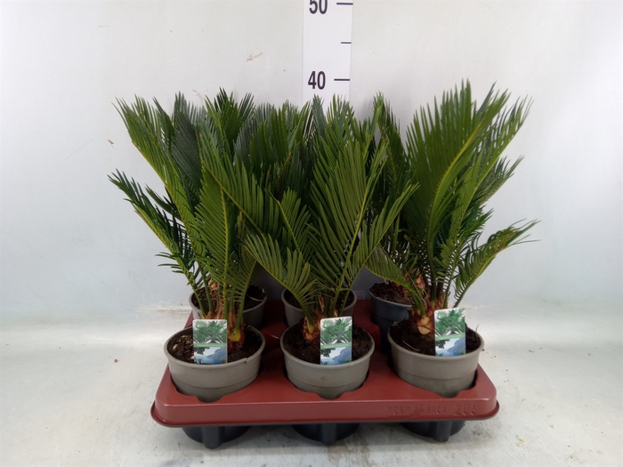 <h4>Cycas revoluta</h4>