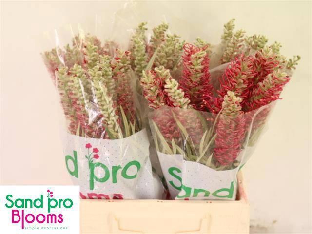 <h4>GREVI MISTY RED</h4>