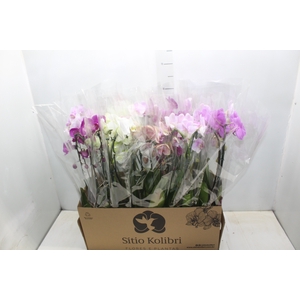 PHALAENOPSIS CASCATA P12 VARIADO 2 HT