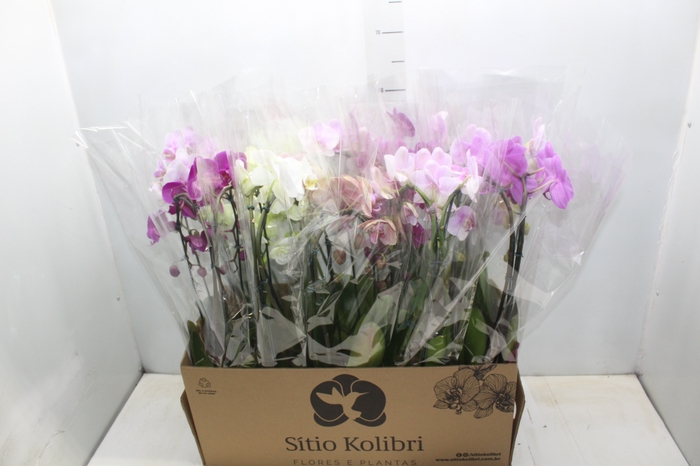 <h4>PHALAENOPSIS CASCATA P12 VARIADO 2 HT</h4>