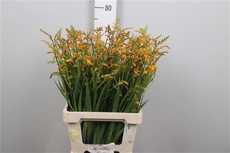 <h4>Crocosmia  'George Davison'</h4>