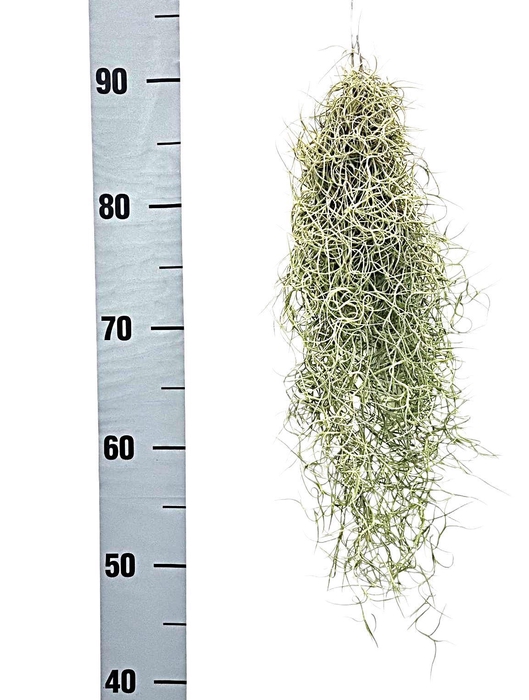 <h4>Tillandsia usneoides</h4>