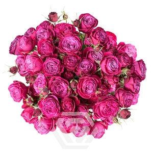 R TR PARTY TRENDSETTER Tessa