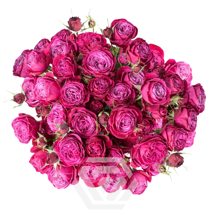 <h4>R TR PARTY TRENDSETTER Tessa</h4>