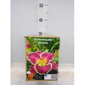 Flowerbulbs, corns or tubers   ...