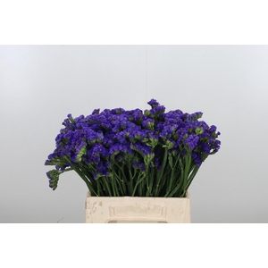 Statice Crystal Dark Blue