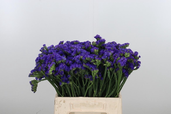 <h4>Statice Crystal Dark Blue</h4>