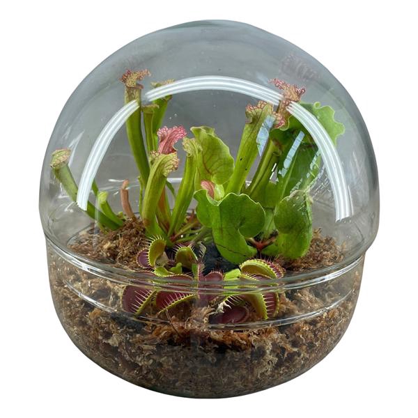 <h4>Vleesetende planten in 2-delig terrarium bol XL</h4>