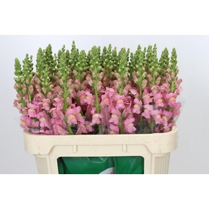 Antirrhinum majus 'Cannes Pink'
