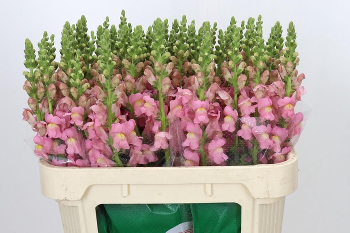 <h4>Antirrhinum majus 'Cannes Pink'</h4>