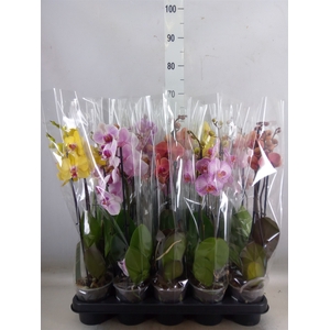 Phalaenopsis   ...mix