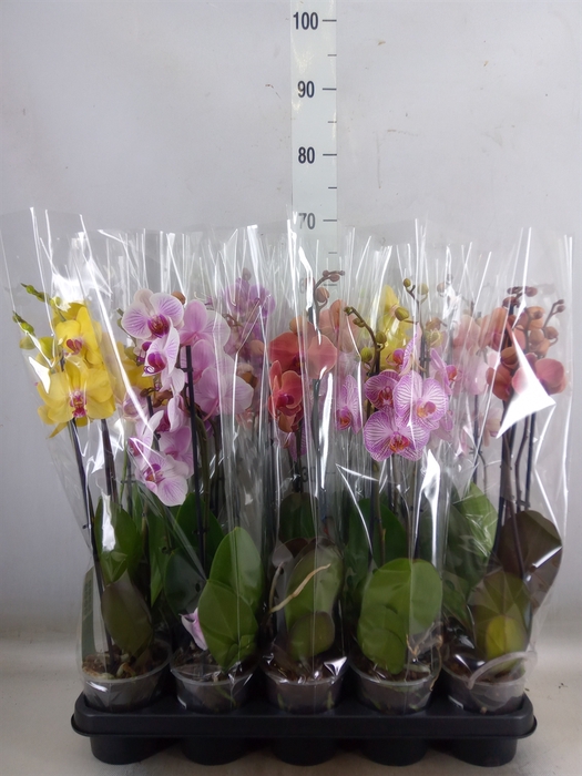 <h4>Phalaenopsis   ...mix</h4>