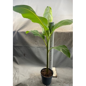 MUSA DWARF CAVENDISH
