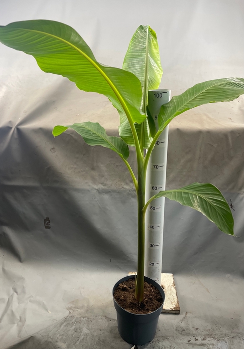 <h4>MUSA DWARF CAVENDISH</h4>