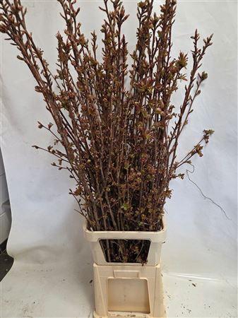 <h4>PRUNUS SERRULATA P STEM</h4>