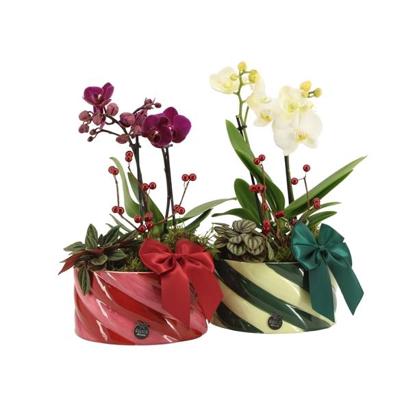 <h4>61786: X-mas arrangement</h4>