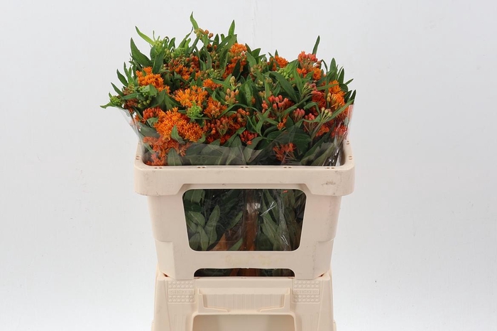 <h4>Ascl Tuberosa</h4>